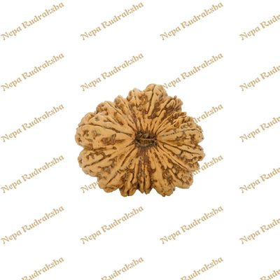 17 Mukhi Rudraksha 39.8mm