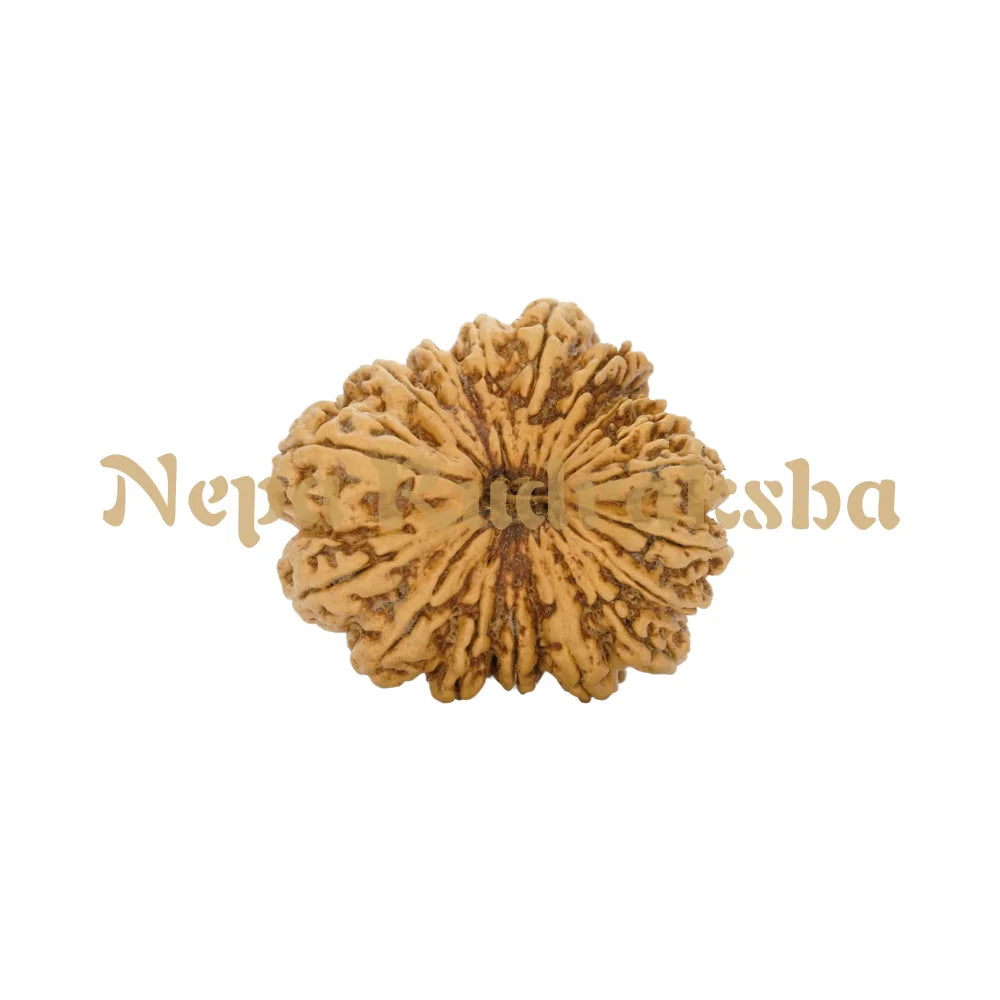 17 Mukhi Rudraksha 39.8Mm 4727