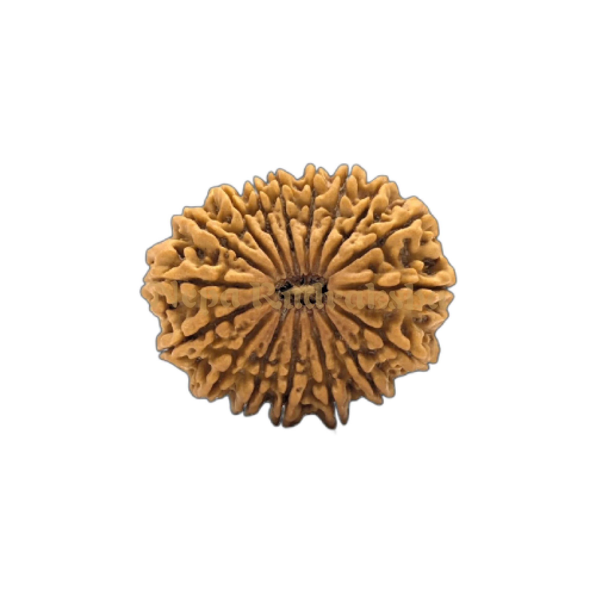 17 Mukhi (Super Collector) Rudraksha