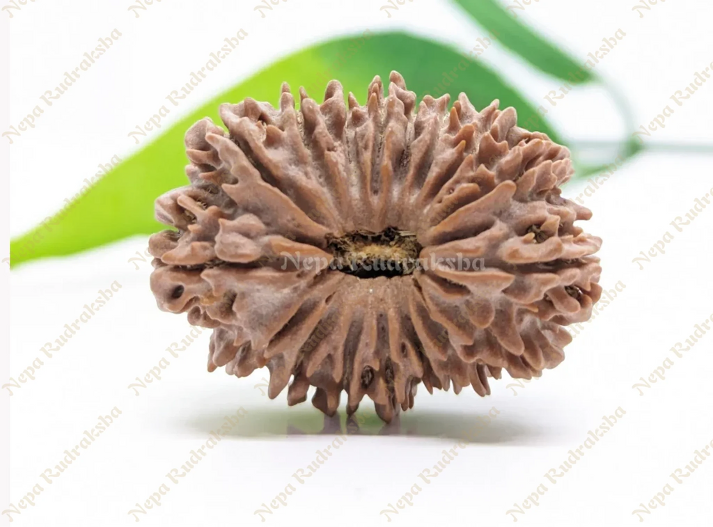 17 Mukhi Collector Rudraksha