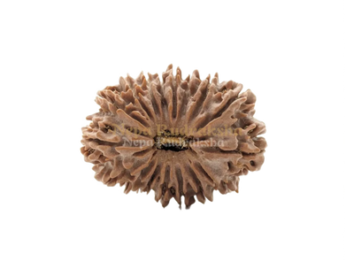 17 Mukhi (Super Collector) Rudraksha