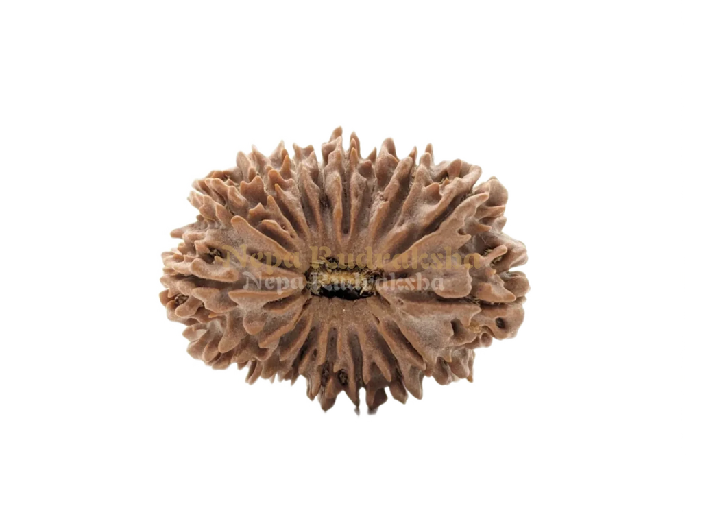 17 Mukhi Collector Rudraksha Front Face