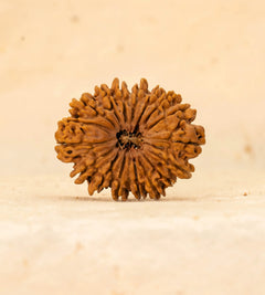 17 Mukhi