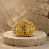 17 Mukhi (Medium) Rudraksha