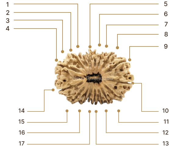 Rudraksha Image