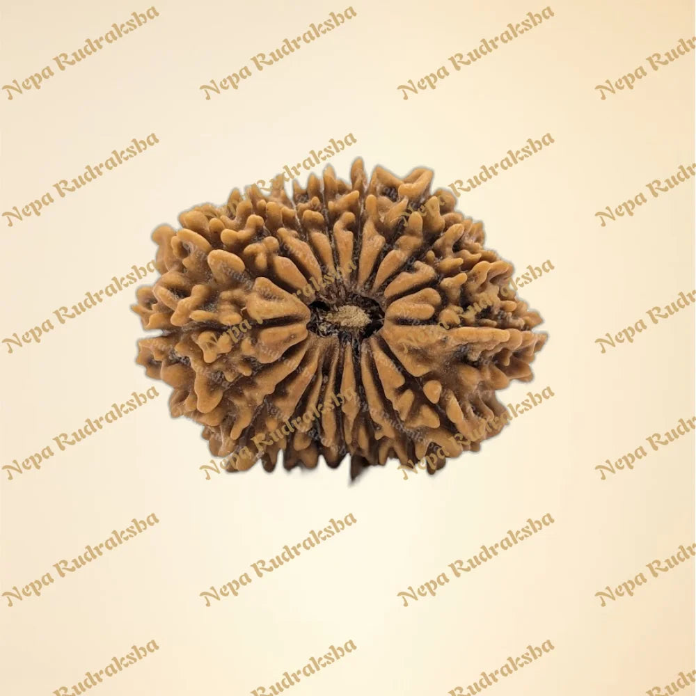 18 Mukhi (Collector - 11183)