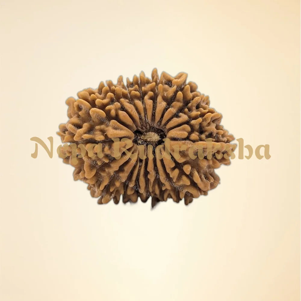 18 Mukhi (Collector - 11183)