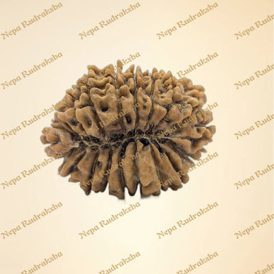 18 Mukhi (Collector - 11183)