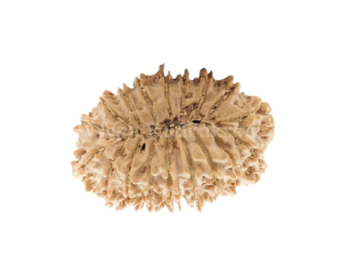 18 Mukhi (Collector) Rudraksha