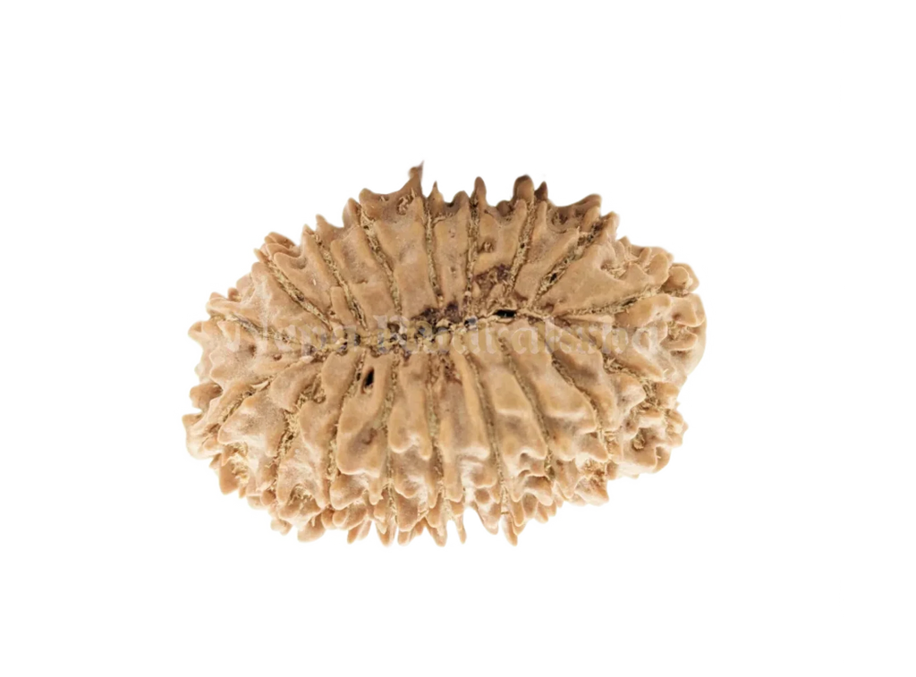 18 Mukhi Collector Rudraksha Back Face