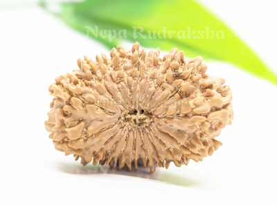 18 Mukhi (Collector) Rudraksha