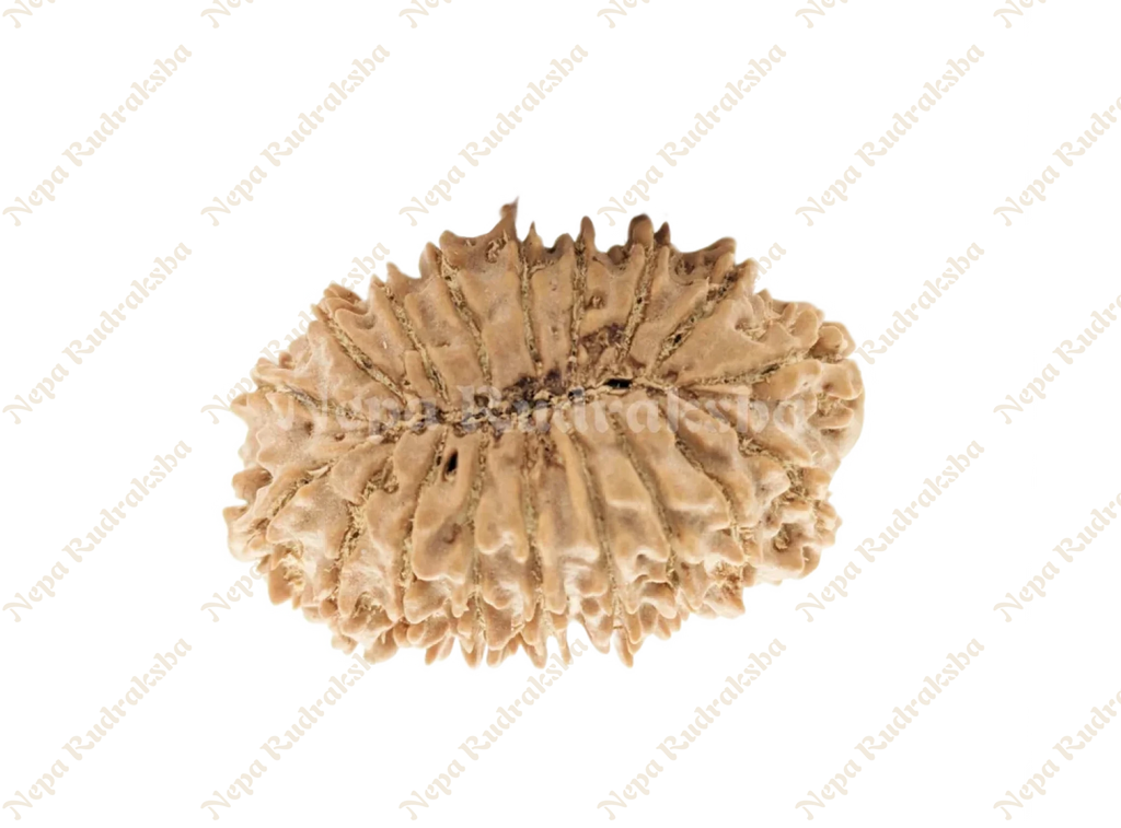 18 Mukhi Collector Rudraksha Back Face