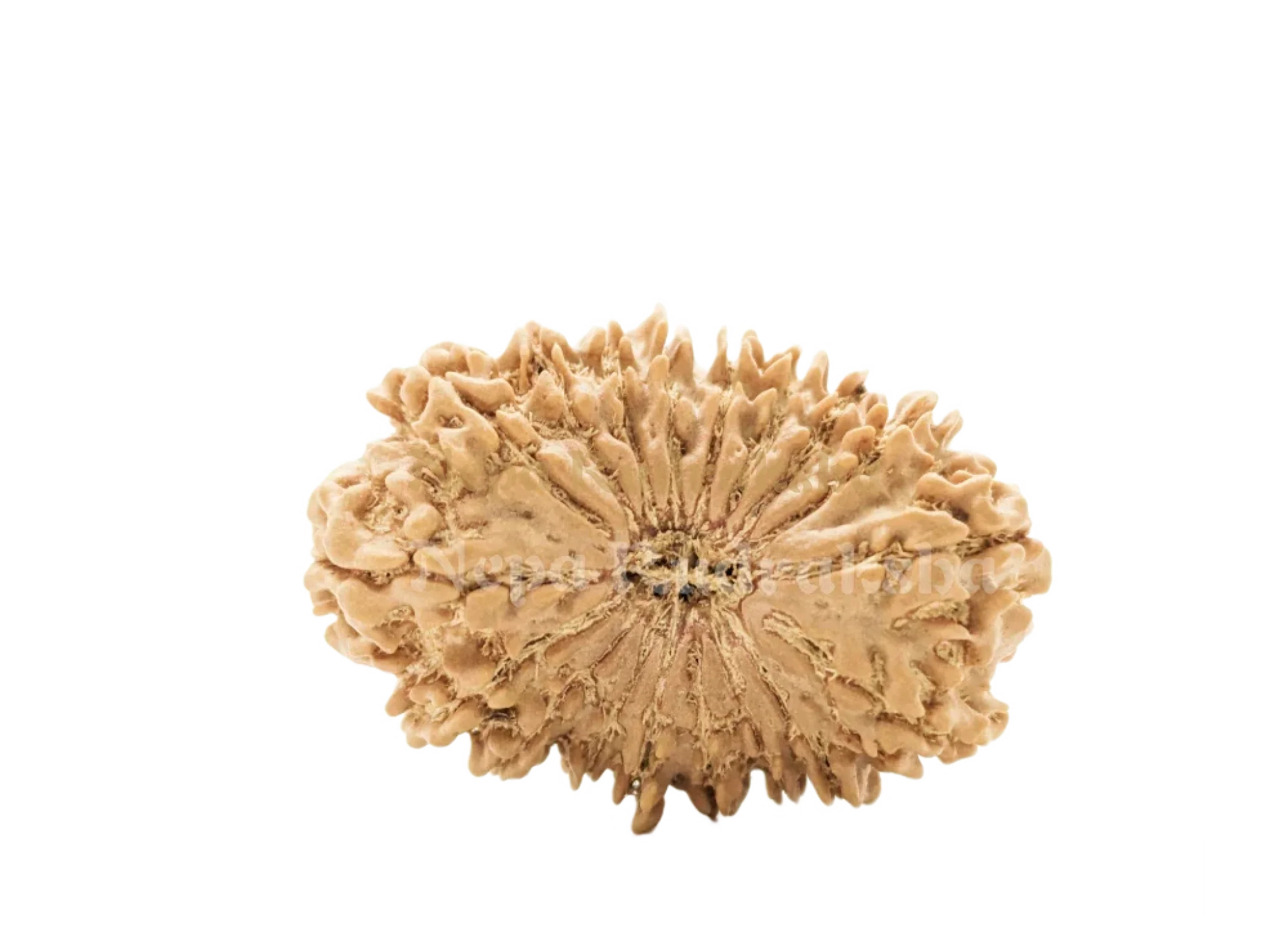 18 Mukhi (Collector) Rudraksha