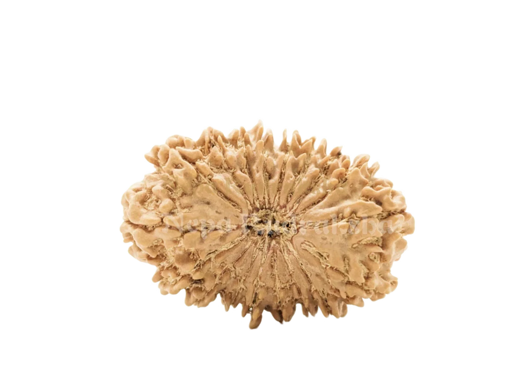 18 Mukhi Collector Rudraksha Front Face