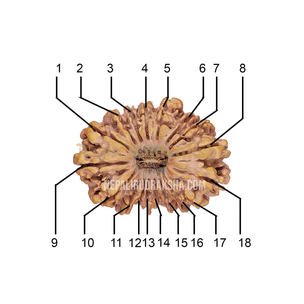 18 Mukhi Collector Rudraksha Face Count