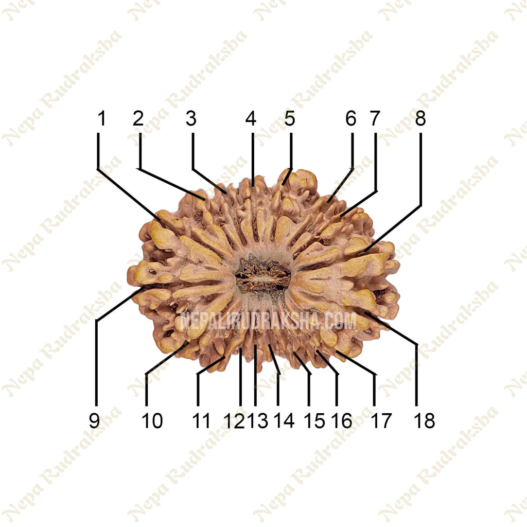 18 Mukhi Collector Rudraksha Face Count