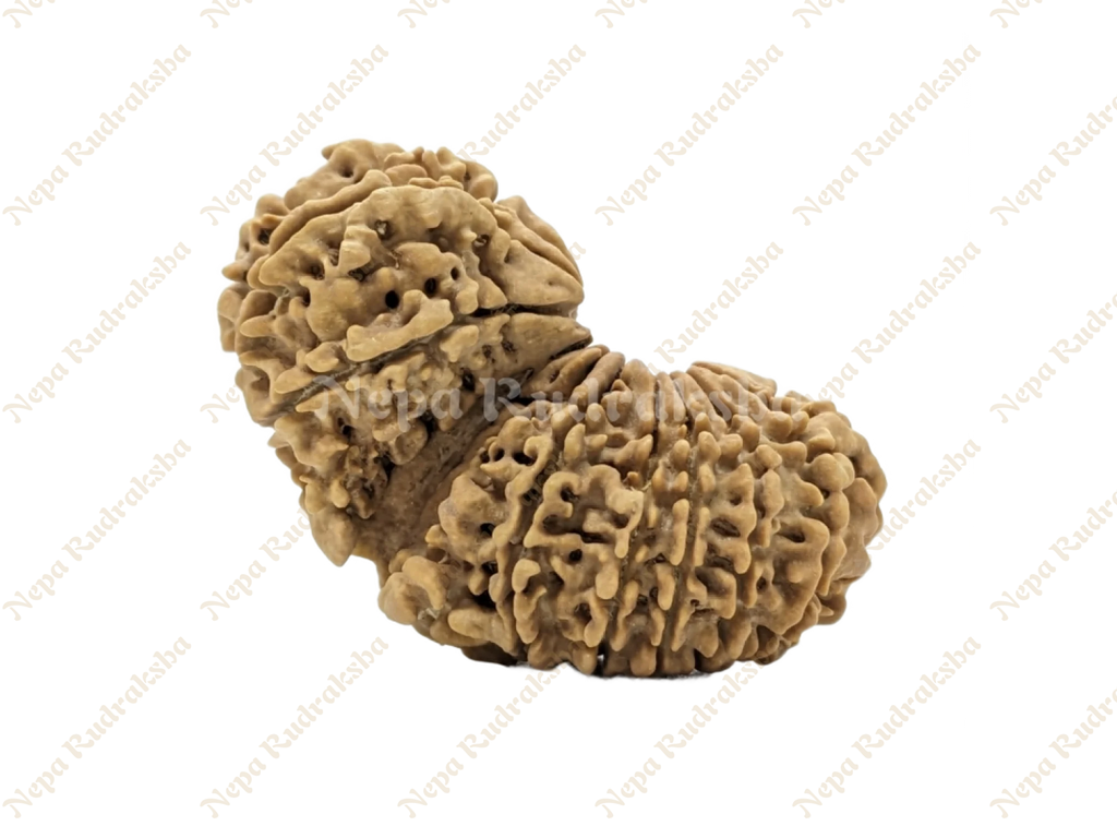 18 Mukhi (18 Gauri Shankar)