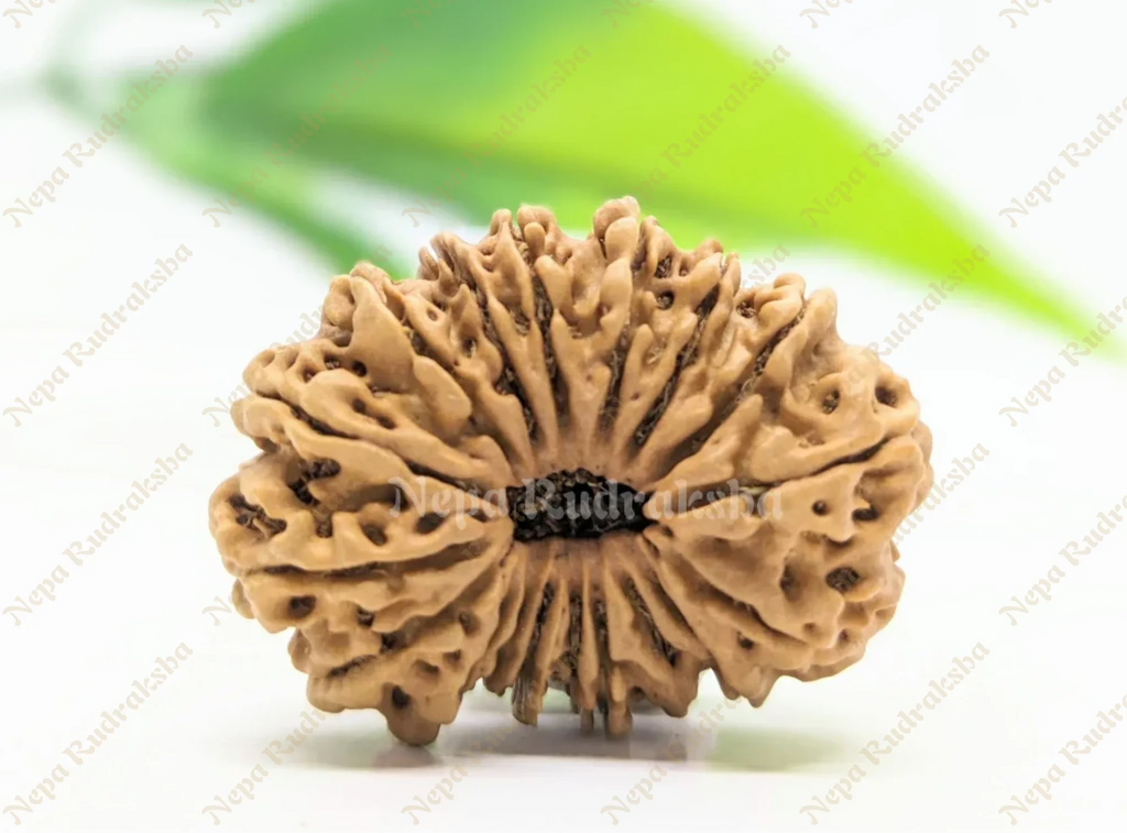 18 Mukhi Medium Rudraksha