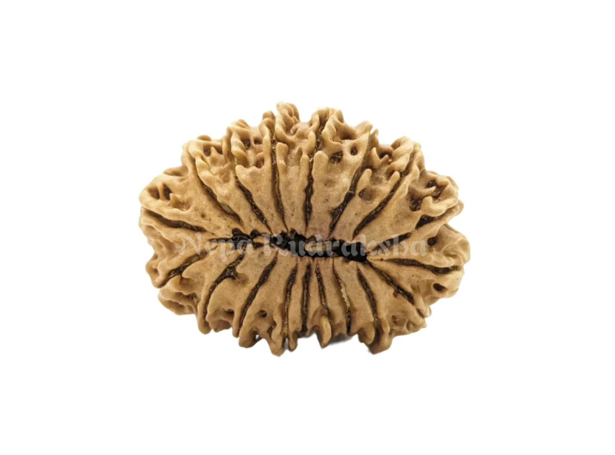 18 Mukhi (Medium) Rudraksha