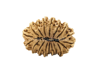 18 Mukhi (Medium) Rudraksha