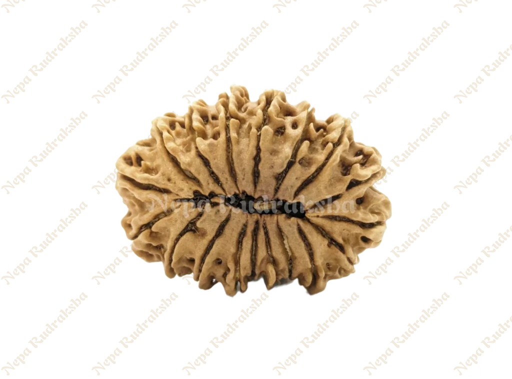 18 Mukhi Medium Rudraksha Back Face