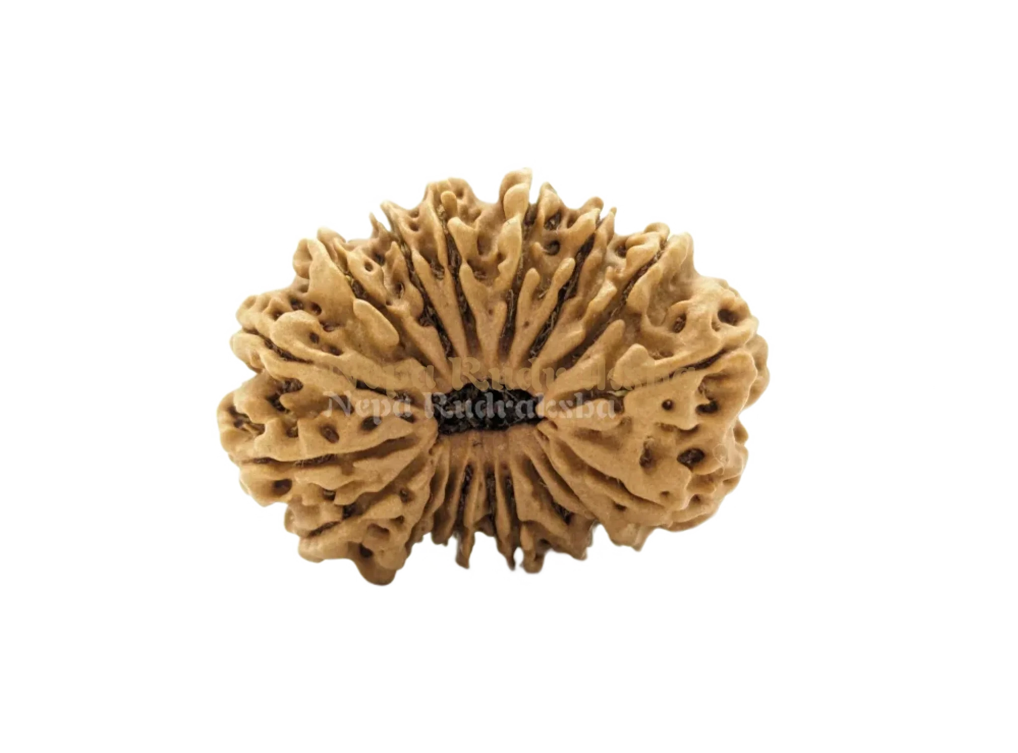 18 Mukhi (Medium) Rudraksha