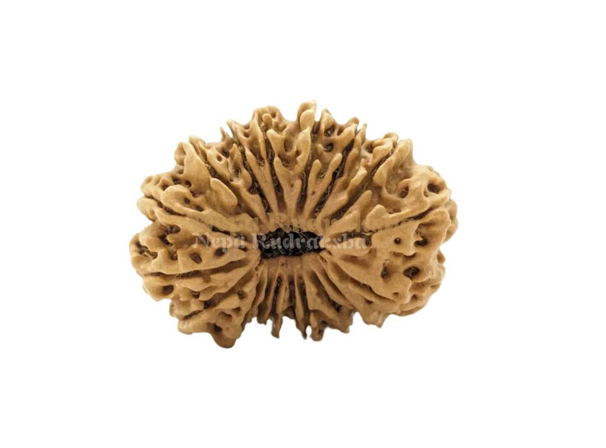 18 Mukhi (Medium) Rudraksha