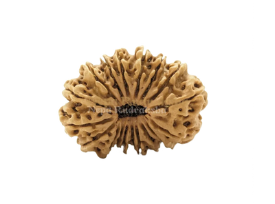 18 Mukhi (Medium) Rudraksha