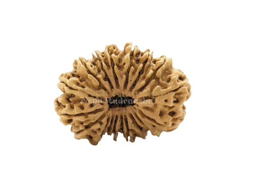 18 Mukhi Medium Rudraksha Front Face