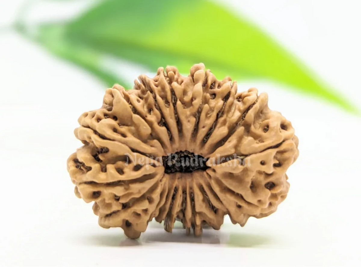 18 Mukhi (Medium) Rudraksha