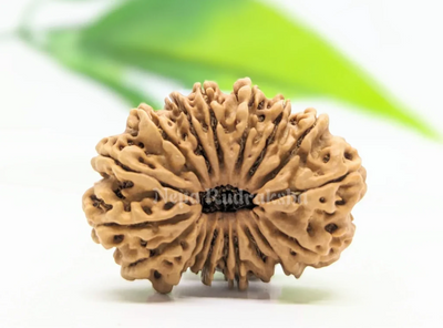 18 Mukhi (Medium) Rudraksha