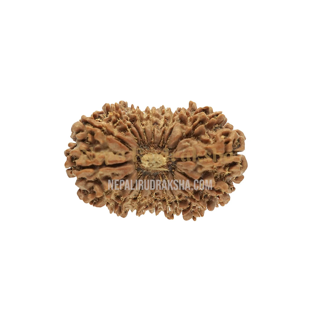 18 Mukhi Medium Sized Rudraksha