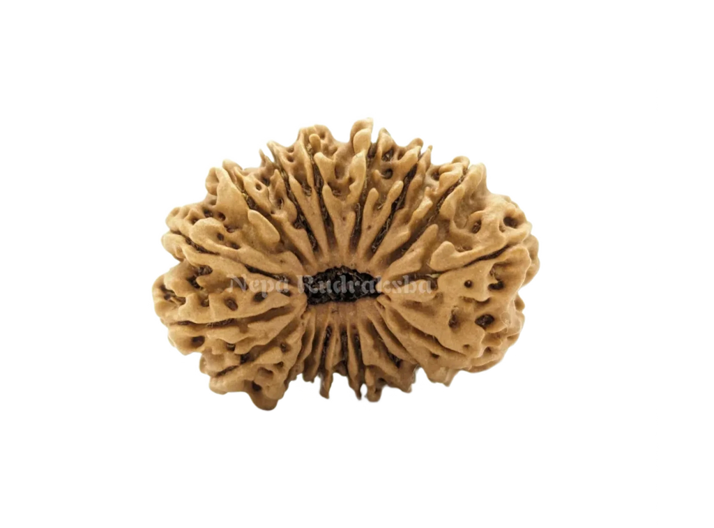 18 Mukhi Medium Rudraksha Front Face