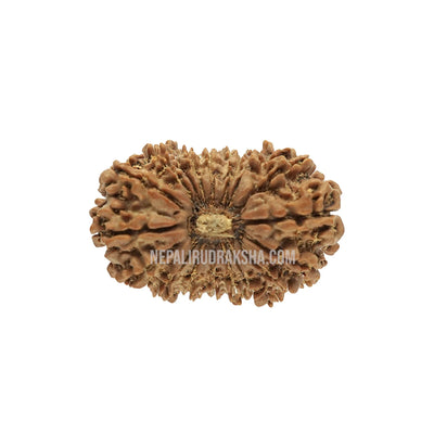 18 Mukhi (Medium) Rudraksha