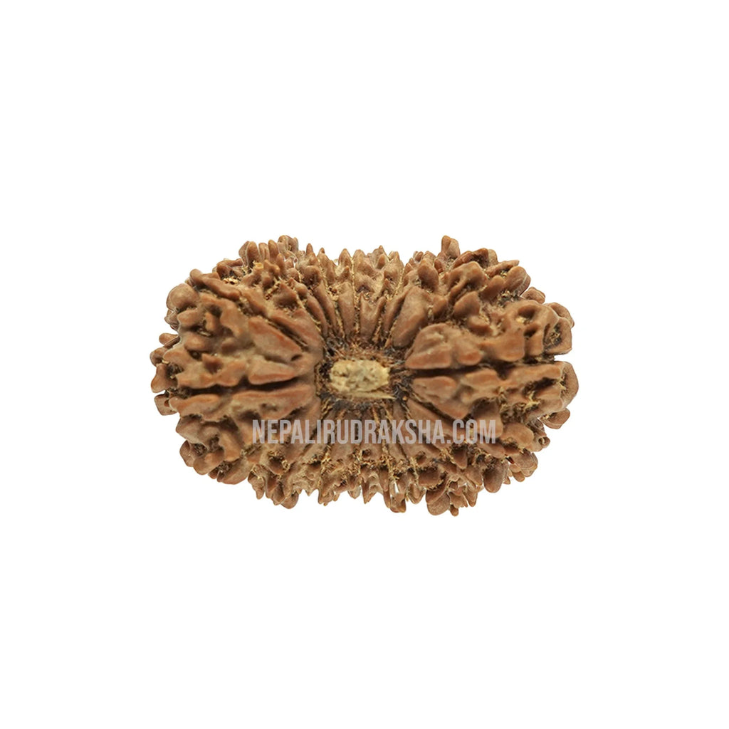 18 Mukhi Medium Sized Rudraksha