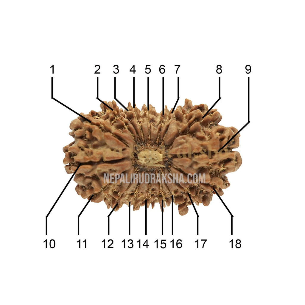 18 Mukhi Medium Rudraksha Face Count