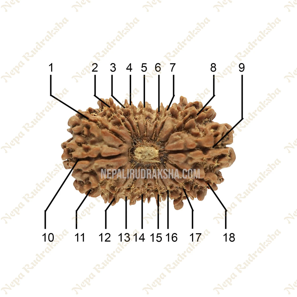 18 Mukhi Medium Rudraksha Face Count