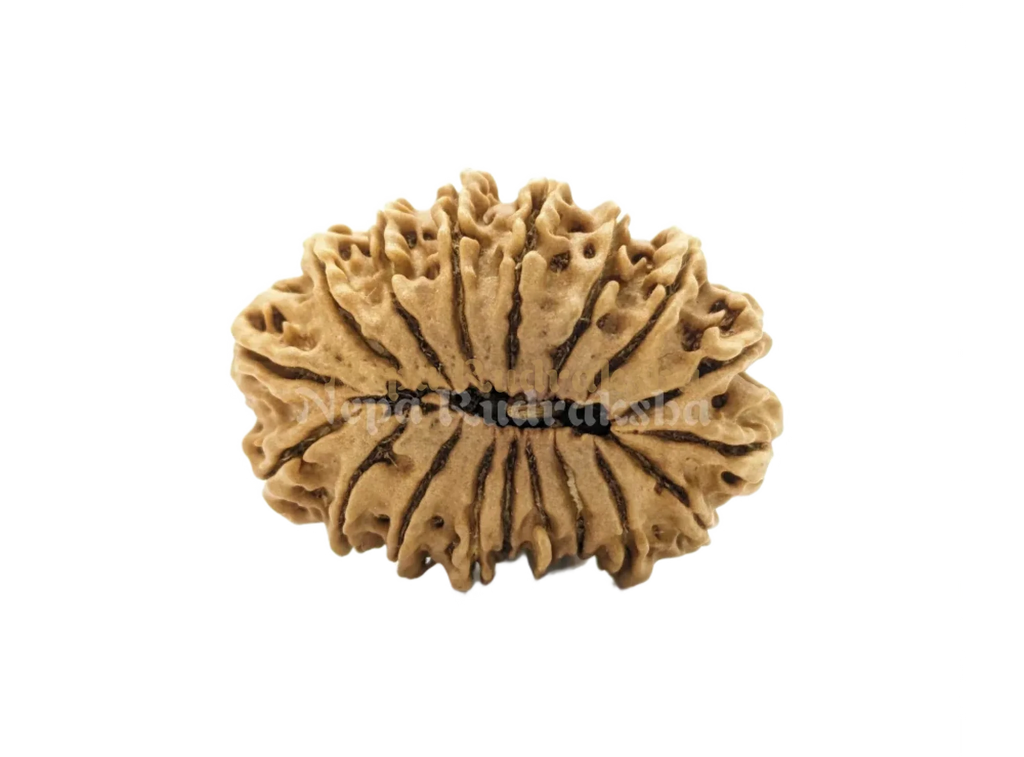 18 Mukhi Medium Rudraksha Back Face