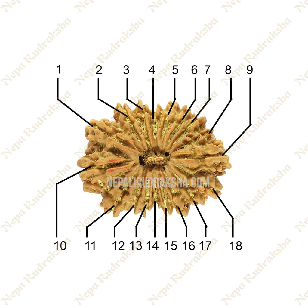 18 Mukhi Rudraksha Face Count