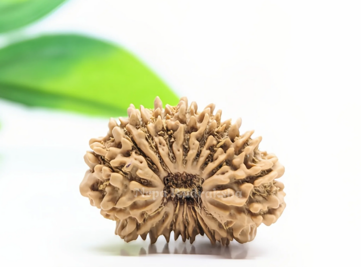 18 Mukhi (Regular) Rudraksha