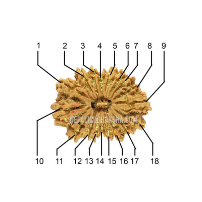 18 Mukhi (Regular) Rudraksha