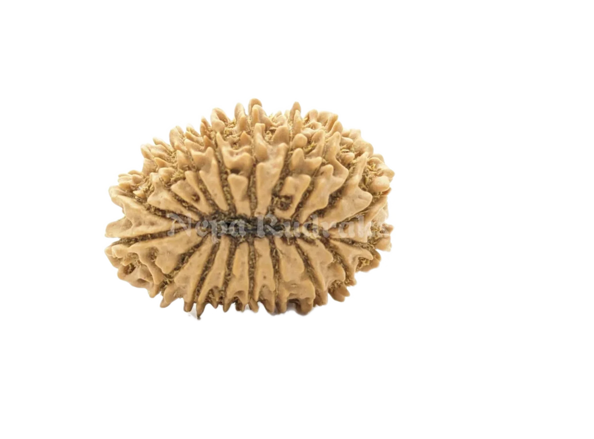 18 Mukhi (Regular) Rudraksha
