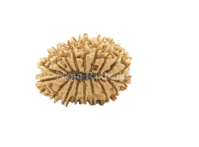 18 Mukhi (Regular) Rudraksha