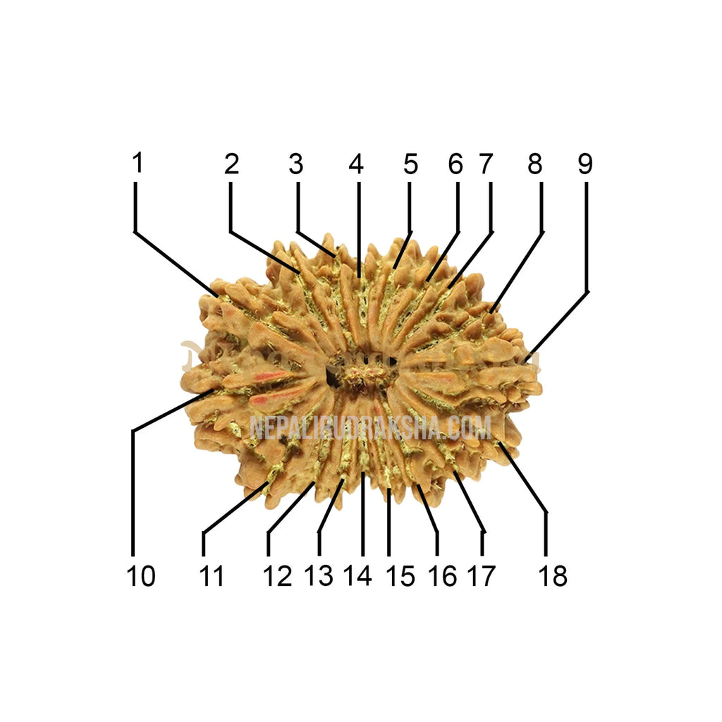 18 Mukhi Rudraksha Face Count