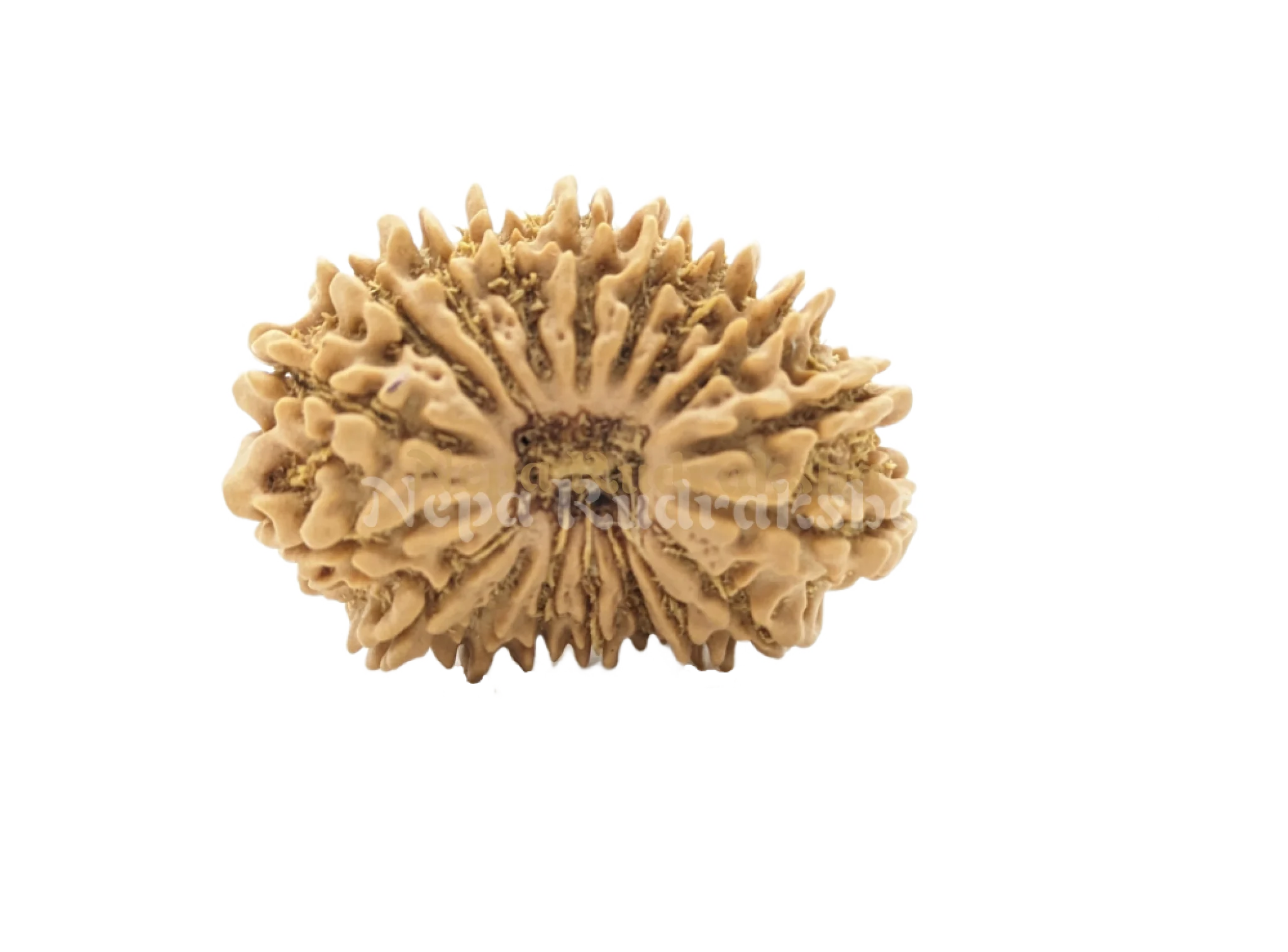 18 Mukhi (Regular) Rudraksha