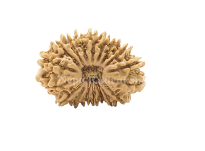 18 Mukhi (Regular) Rudraksha