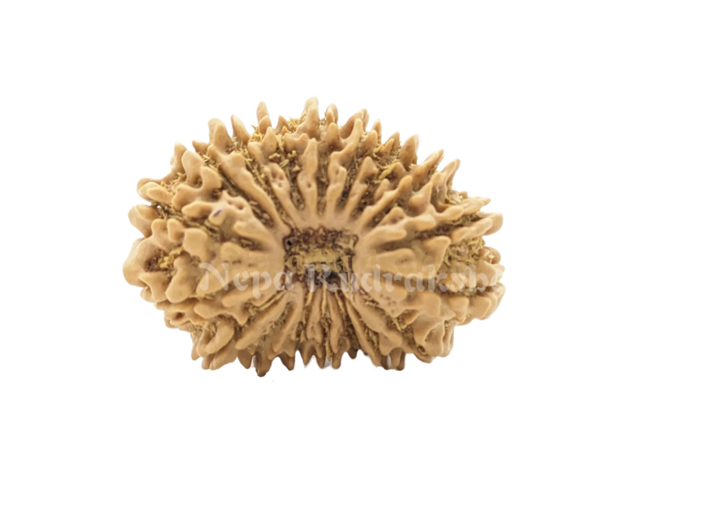 18 Mukhi Rudraksha Front Face