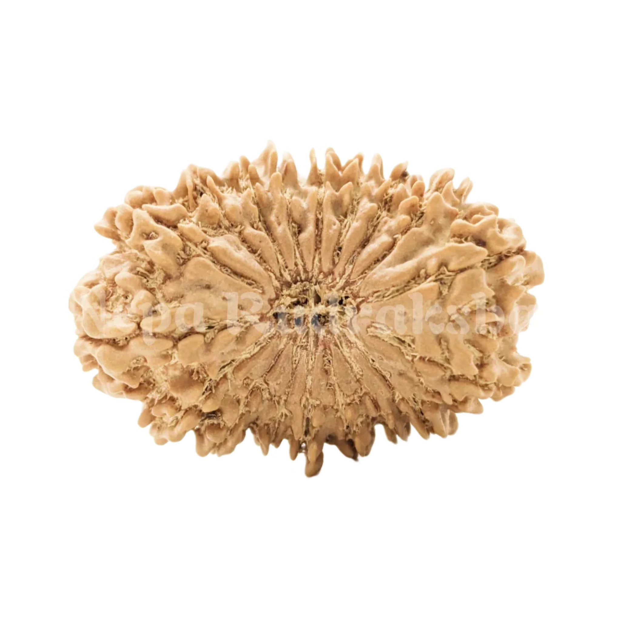 18 Mukhi Rudraksha