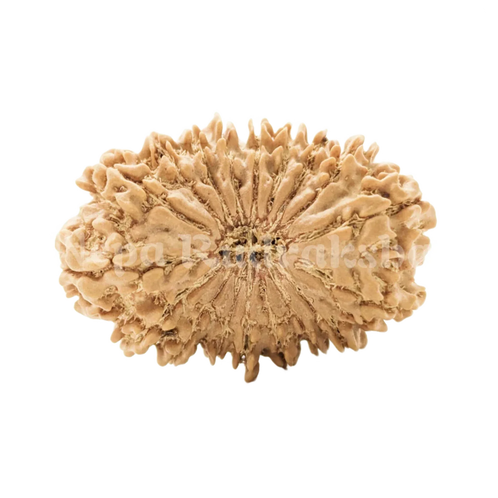 18 Mukhi Rudraksha