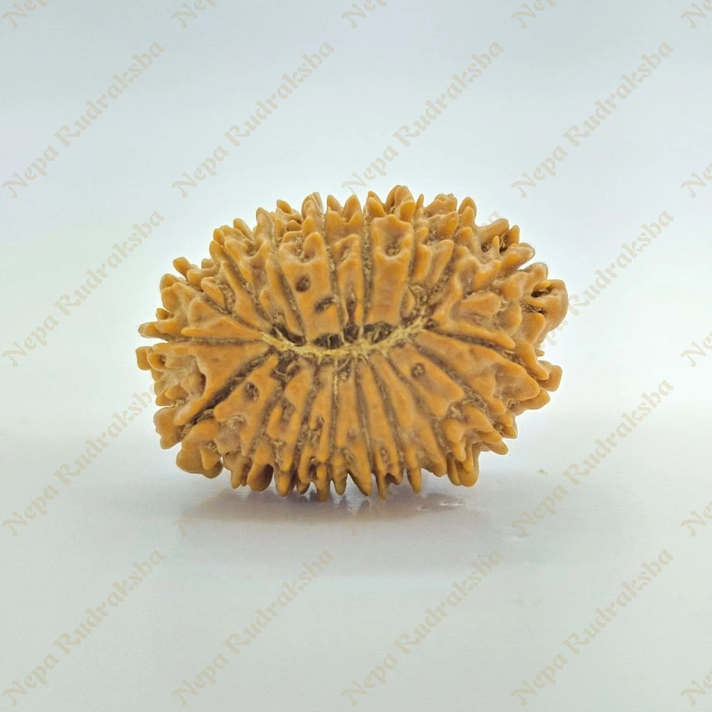 18 Mukhi Rudraksha 27Mm 2158